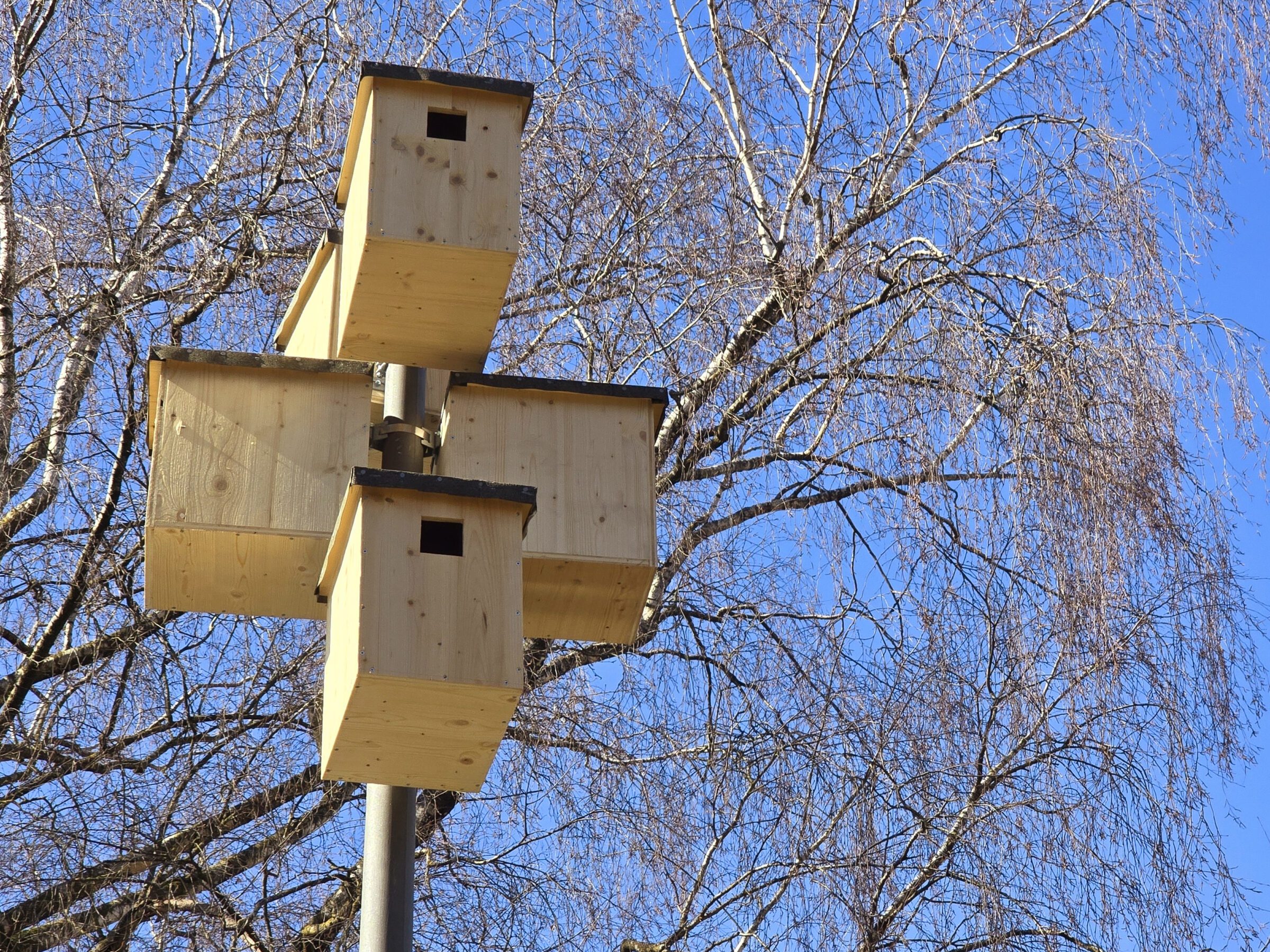 Brutkästen für Dohlen in der Pestalozzistraße.