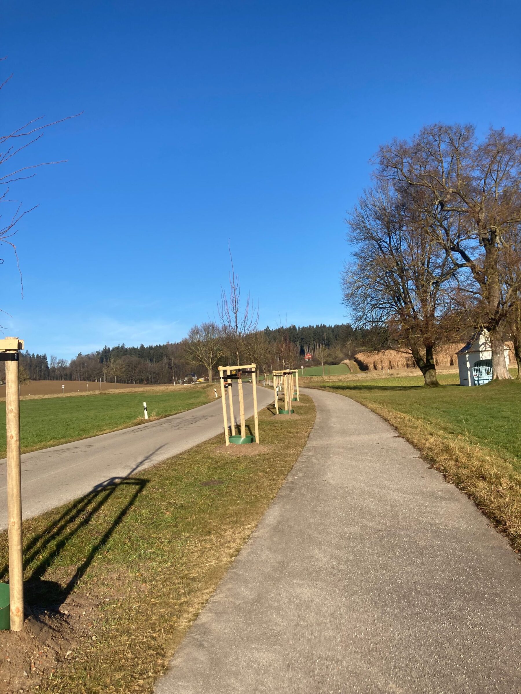 Das Tiefbauamt der Stadt Gersthofen hat 36 neue Pflanzungen an acht Standorten in Gersthofen und den Ortsteilen durchgeführt.