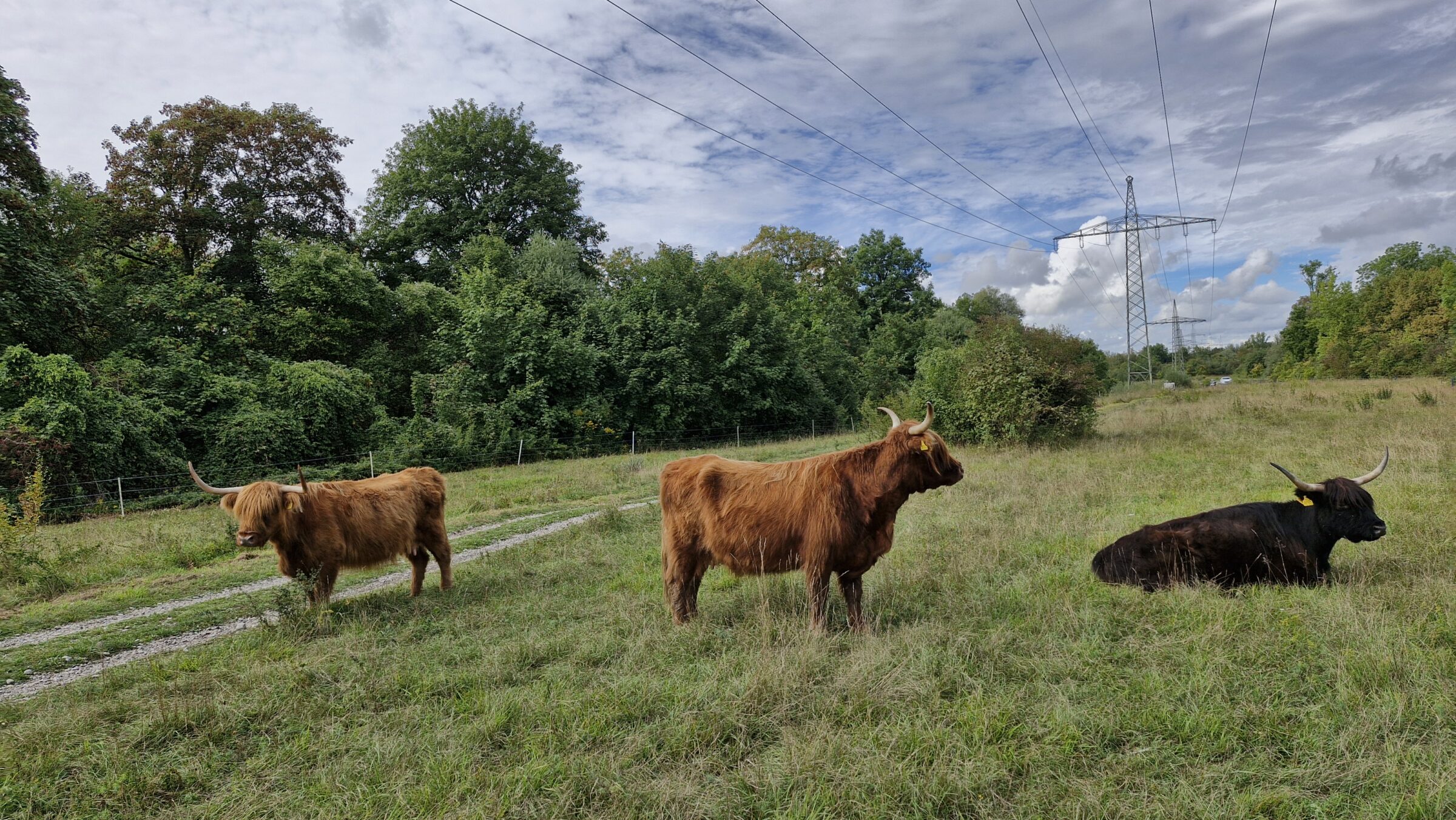 Rinderbeweidung in den Lechauen Nord wird ausgebaut.