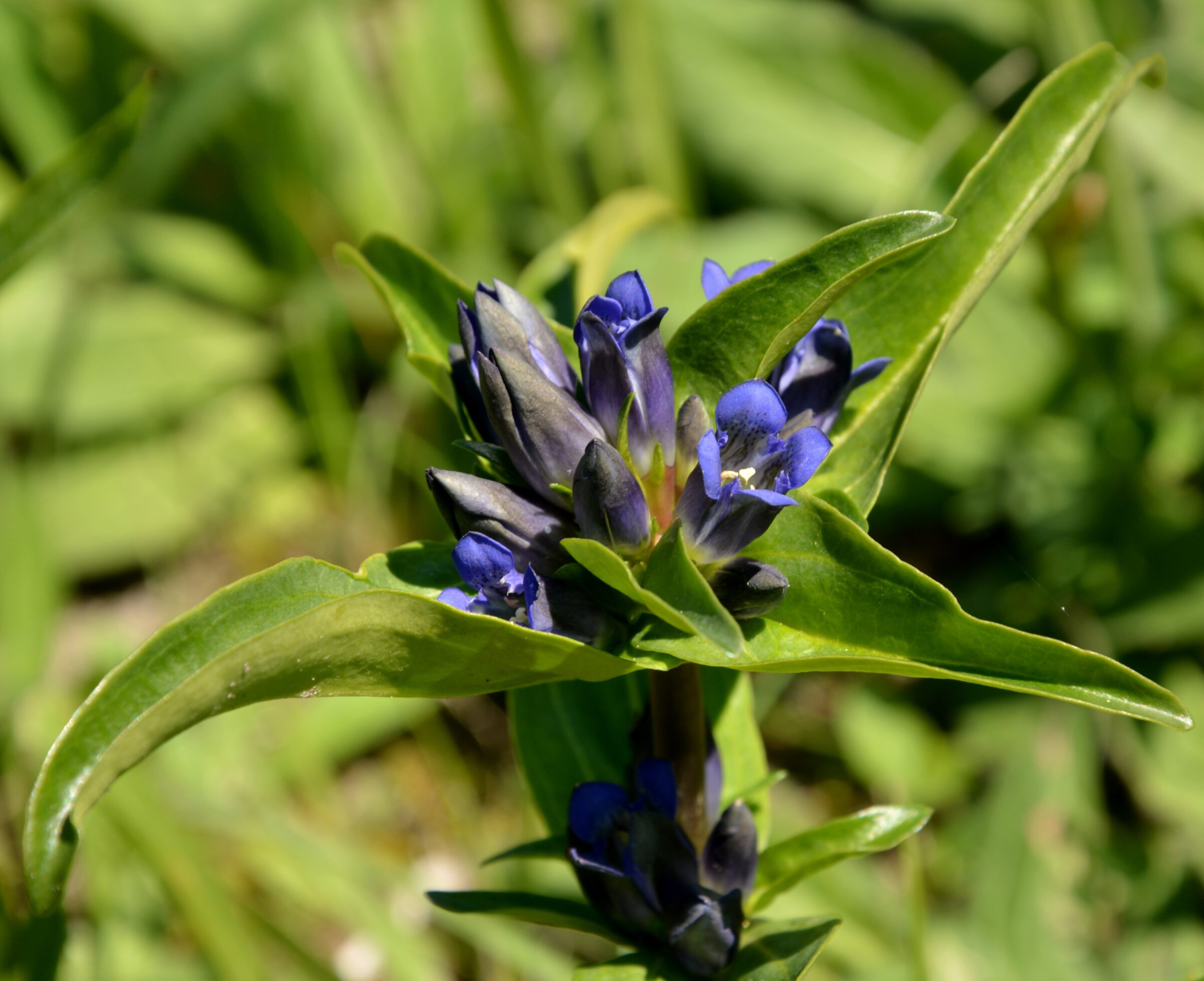 Rinderbeweidung und Kreuzenzian in den Lechauen Nord wird ausgebaut.